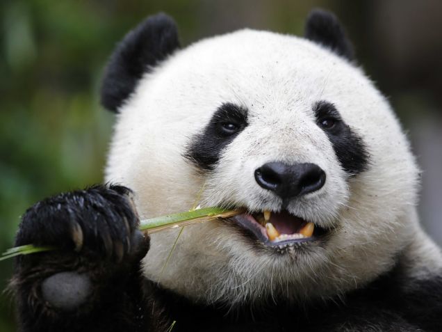 Giant-panda-eat-bamboos