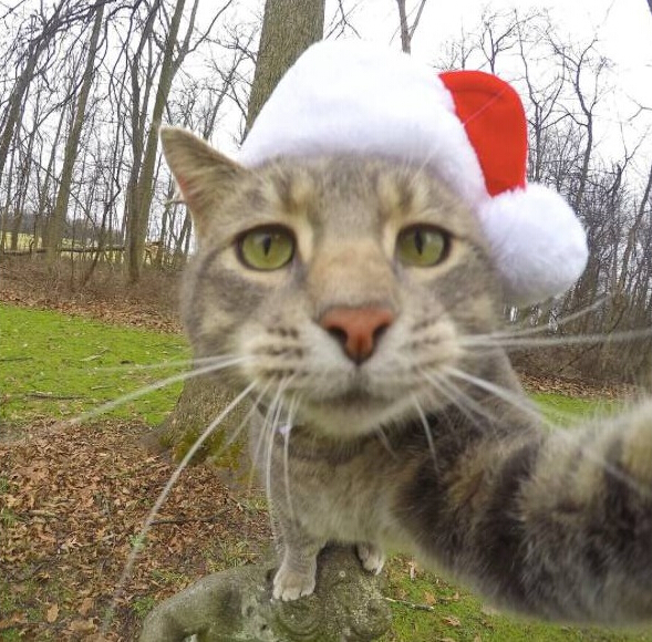 Cat selfie