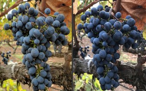   The Best Phone for International Travel 3.jpg