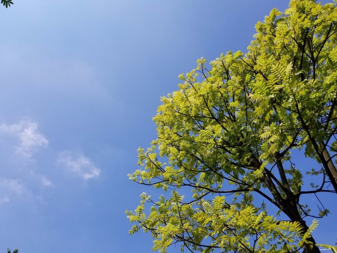 Brief-Review-of-Samsung-Note-7-Camera-14