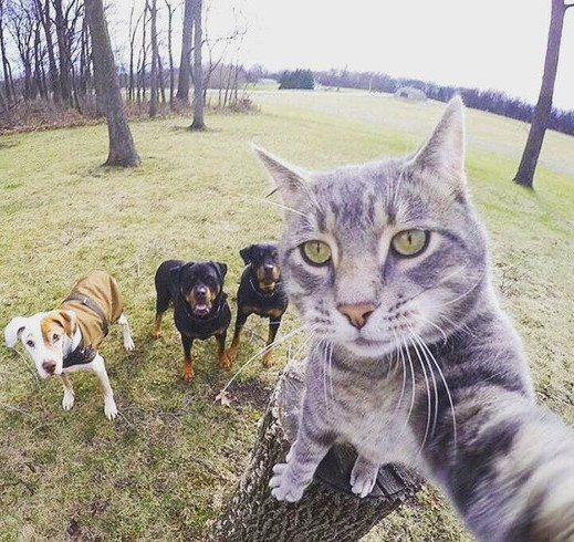 Perfect cat selfie meme