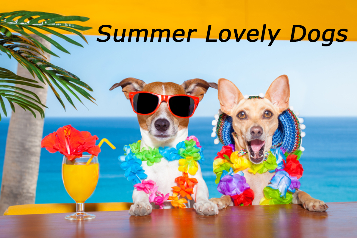 summer-dogs-00